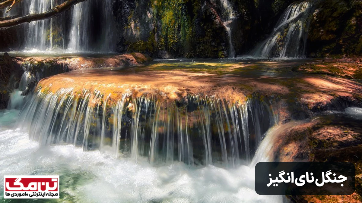 جنگل نای انگیز